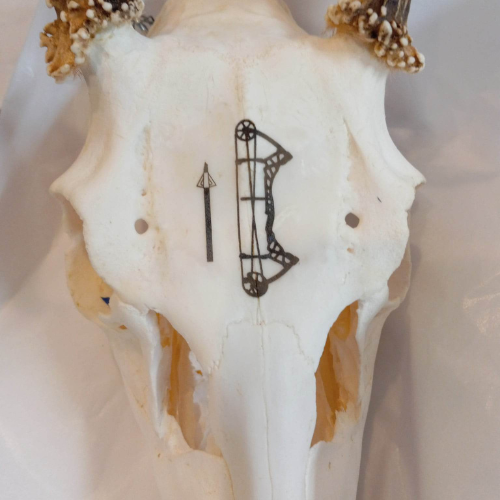 GALLERY: Engraved. Deer Skull